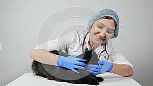 Woman veterinarian examines the ears of a black cat, slow motion