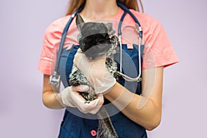 Woman veterinarian holding chinchilla in her arms