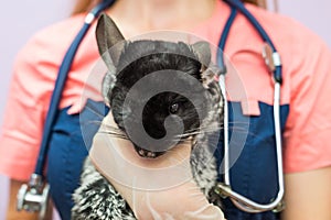 Woman veterinarian holding chinchilla in her arms