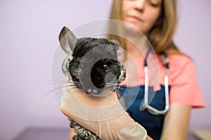 Woman veterinarian holding chinchilla in her arms