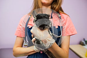 Woman veterinarian holding chinchilla in her arms