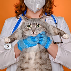 Woman veterinarian holding a pet cat in her arms, red studio background