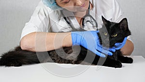 woman veterinarian palpate a beautiful black cat on a table