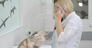 A woman veterinarian strokes a cat sitting in front of her and removes a stethoscope from her neck. The veterinarian