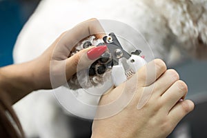 Woman veterinarian trim the claws of a dog Bichon Frise in a veterinary clinic, close-up. Clipping a dog`s claws close