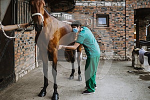 Horses and veterinary job photo