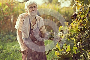 Woman in a vineyard