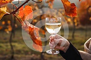 Woman vintner drinking white wine in her vineyard