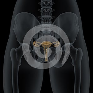 Woman with visible anatomic reproductive organs structure in X-ray