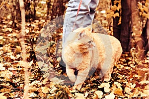 Woman walking with big ginger cat on leash in the park. Selective focus on the cat