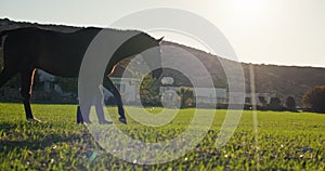 Woman walking and bonding with horse on the ranch