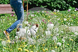 Woman walking with dog on leash among blossom tulip flowers on bright spring day