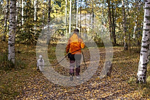 Woman is walking the dogs outdoors on an autumn forest.