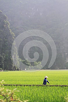 Woman Walking Through a Field in Vietnam