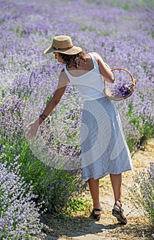 Woman walking in the flowering lavender field and gathering flowers