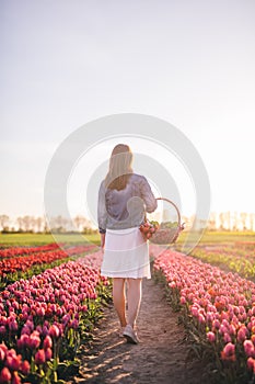 Woman walking with flowers in the basket on tulip field in spring.