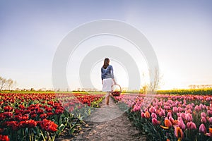 Woman walking with flowers in the basket on tulip field in spring.