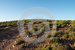 Woman walking the green rock desert after rain near Sidi Ifni, Morocco