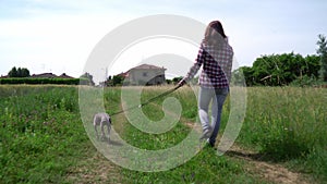 woman walking with greyhound dog at the field pathway from back view