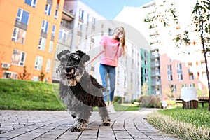 Woman walking her adorable Miniature Schnauzer dog