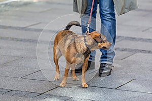 Woman walking her dog on lead in park, Dog on the leash. dog walking nicely on a leash with an owner during a walk in the city