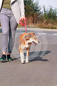 Woman walking with his Shetland sheepdog dog on leash, posing in front of camera. Portrait of lady, owner and Rough collie dog.