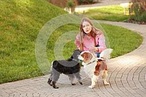 Woman walking Miniature Schnauzer and Cavalier King Charles Spaniel dogs