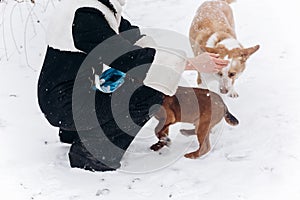 Woman walking out cute puppy and dog in snowy cold winter park.