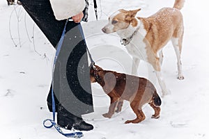 Woman walking out cute puppy and dog in snowy cold winter park.