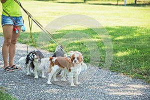 Woman walking a pack of small dogs Cavalier King Charles Spaniel in park. Professional dog walker service.