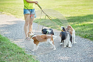Woman walking a pack of small dogs Cavalier King Charles Spaniel in park. Professional dog walker service.