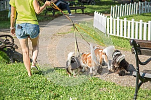 Woman walking a pack of small dogs Cavalier King Charles Spaniel in park. Professional dog walker service.