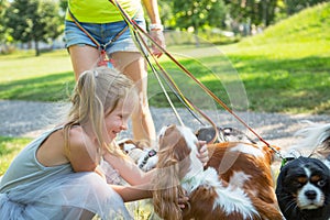 Woman walking a pack of small dogs Cavalier King Charles Spaniel in park. Professional dog walker service.