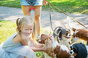 Woman walking a pack of small dogs Cavalier King Charles Spaniel in park. Professional dog walker service.