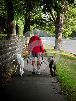 Woman walking poodles.