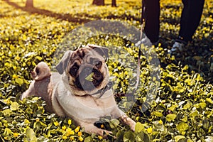 Woman walking pug dog in spring forest. Happy puppy lying among yellow flowers in the morning and chews grass