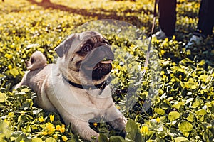 Woman walking pug dog in spring forest. Happy puppy lying among yellow flowers in the morning and chews grass