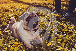 Woman walking pug dog in spring forest. Happy puppy lying among yellow flowers in the morning and chews grass