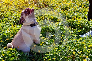 Woman walking pug dog in spring forest. Happy puppy sitting among yellow flowers in the morning waiting for orders