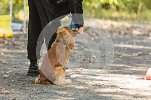 Woman walking with red spaniel dog in the park. English spaniel puppy on training with his owner outdoors.