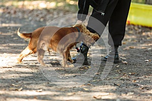 Woman walking with red spaniel dog in the park. English spaniel puppy on training with his owner outdoors.