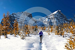 Woman walking snowshoeing in Canadian Rocky Mountains among golden larch trees.