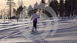 Woman walking snowshoeing in winter forest, fluffy snow slope, young pine trees, snowshoes walk. Lapland, Vasterbotten, Umea,