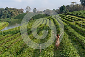 woman walking in tea plantation