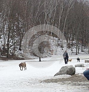 Woman walking with three dogs at foot of a steep snowy tree-lined hill, hands behind her back