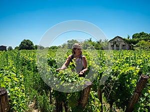 Woman walking among Vineyard landscape near Saint Emilion region Bordeaux France