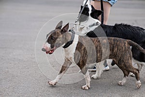 Woman walks 2 dogs. Close-up of female legs, border collie and bull terrier on leashes on a walk outdoors.