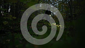 a woman walks alone at night through the autumn forest, shining a flashlight in front of her