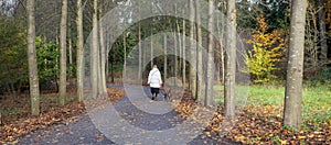 woman walks dog in autumnal forest near utrecht in the netherlands