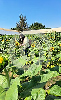 Woman walks through a field of sunflowers full of happiness in fullness, with tranquility, relaxation, calm, peace and splendor